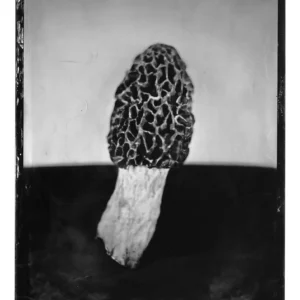 Morel Triptych No. 3, Rachel Portesi
