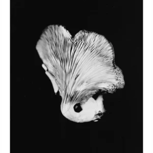 Oyster Mushroom No. 2, Rachel Portesi
