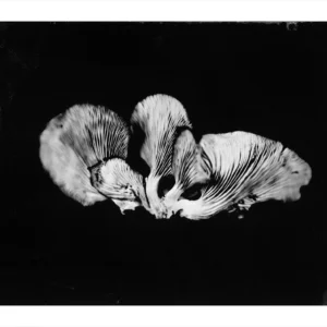 Oyster Mushroom No. 3, Rachel Portesi