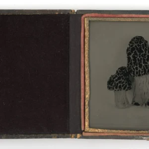 Pair of Morels in Case, Rachel Portesi