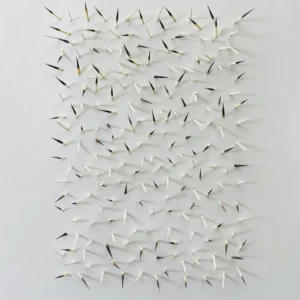 Quill Field III, Amelia de Neergaard