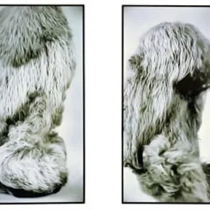 Dancing Lion's Mane (diptych), Rachel Portesi