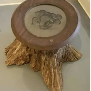 Round Oyster Mushroom Installation, Rachel Portesi
