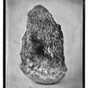 Lion's Mane No. 1, Rachel Portesi