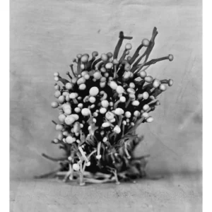 Bunapi, Rachel Portesi