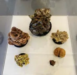 Decaying Mushroom Clusters, Rachel Portesi