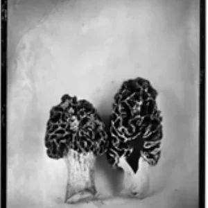 Morel Pair, Rachel Portesi