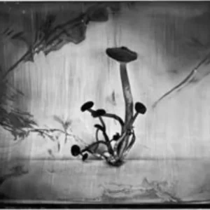 Tangle of Beech Mushrooms, Rachel Portesi