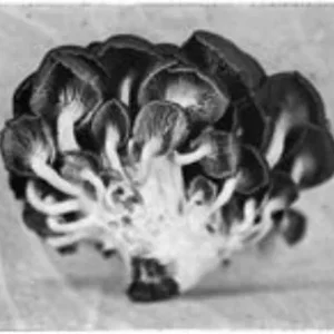 Golden Mushroom Underbelly, Rachel Portesi