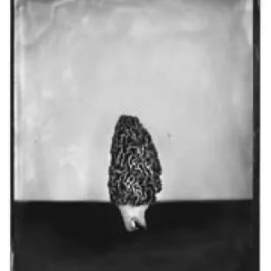 Morel Triptych No. 1, Rachel Portesi