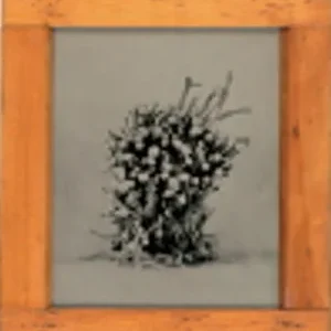 Bunapi, Rachel Portesi