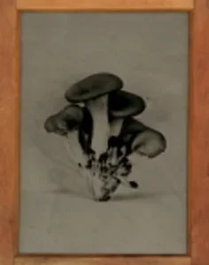 Gathering of Blue Oyster Mushrooms, Rachel Portesi