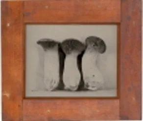 Trumpet Mushrooms No. 2, Rachel Portesi