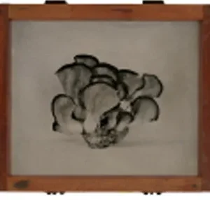 Oyster Mushrooms (in box stand), Rachel Portesi