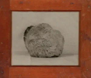 Lion's Mane, Rachel Portesi