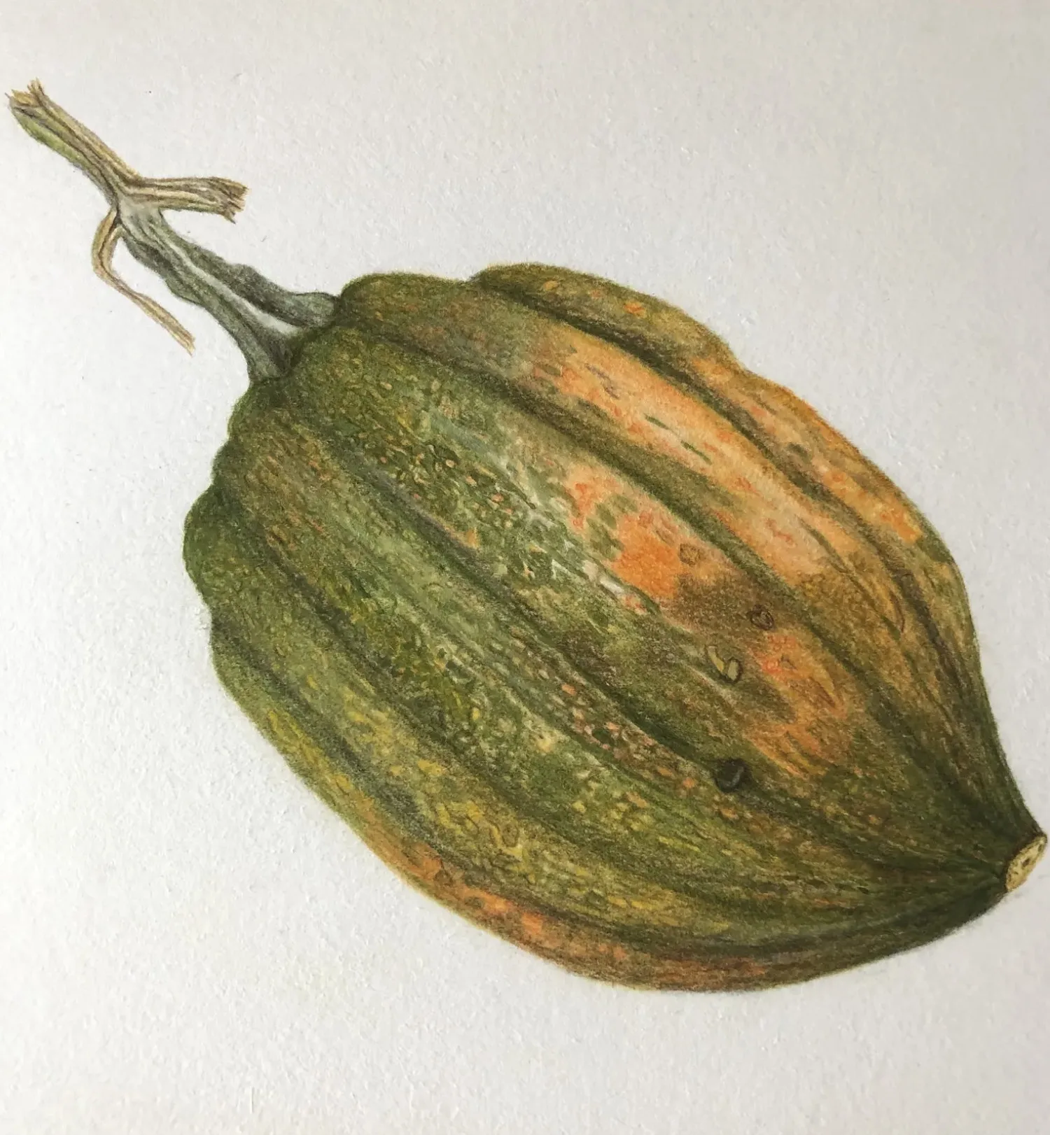 Introduction to the (Surprising) Botanical Art of Vegetables in Colored Pencil with Teri Goetz (Thursdays, 1:00 PM to 5:00 PM | August 13-27, 2026) - Image 4