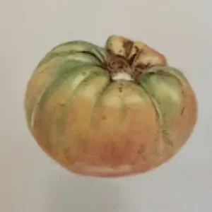 Introduction to the (Surprising) Botanical Art of Vegetables in Colored Pencil with Teri Goetz (Thursdays, 1:00 PM to 5:00 PM | August 13-27, 2026)
