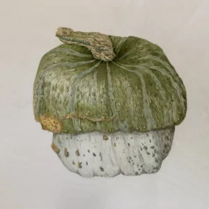 Introduction to the (Surprising) Botanical Art of Vegetables in Colored Pencil with Teri Goetz (Fri, 1:00 to 5:00 PM | Aug 14-28, 2026)