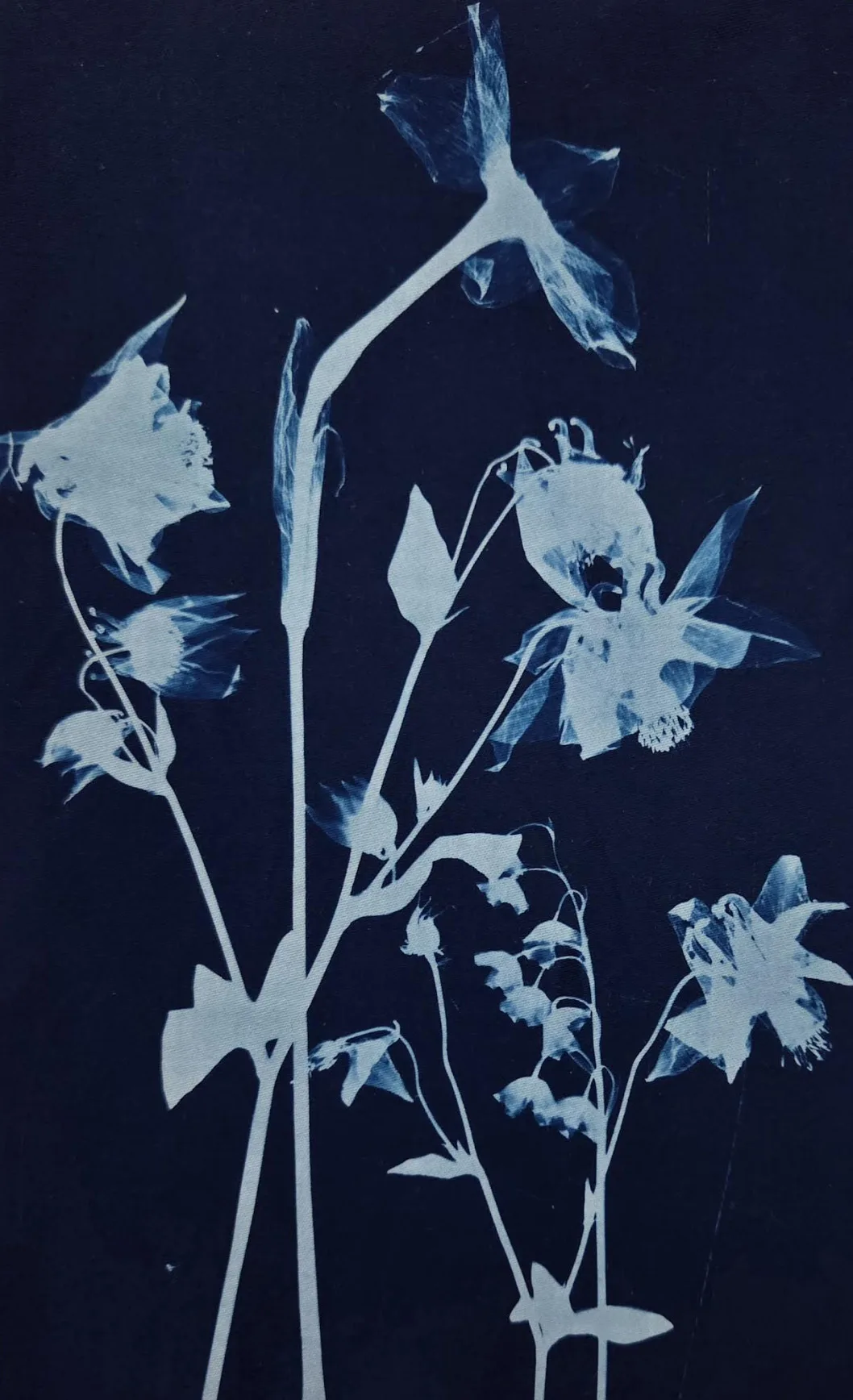 Cyanotypes – Harnessing the Power of the Sun Workshop with Virginia Zimmermann (Thurs, Aug 27 to Fri, Aug 28 | 11:00 AM - 1:00 PM)