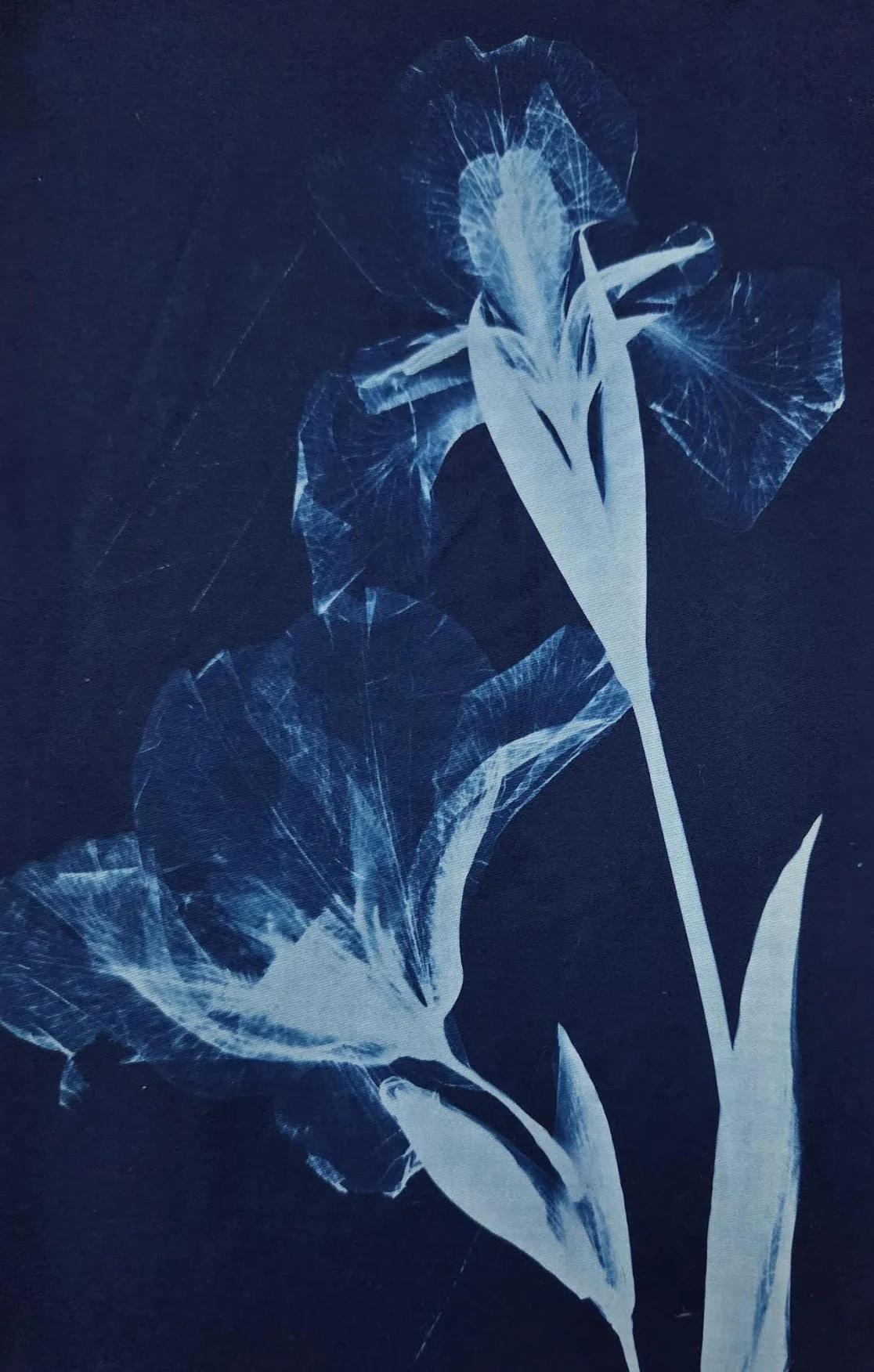 Cyanotypes – Harnessing the Power of the Sun Workshop with Virginia Zimmermann (Thurs, Aug 27 to Fri, Aug 28 | 11:00 AM - 1:00 PM) - Image 2