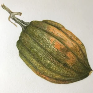 Fall Harvest Colored Pencil with Teri Goetz | Thur, 2:00 to 5:00 PM (Sep 10-Oct 1, 2026)