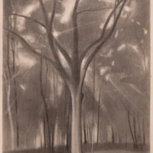 Sun and Oak 2, Ron Milewicz