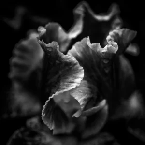 Iris by Jay Kaplan