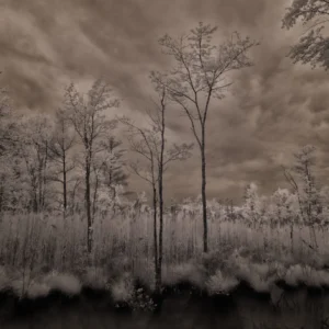 Swamp's Edge, June by Wendy Costa