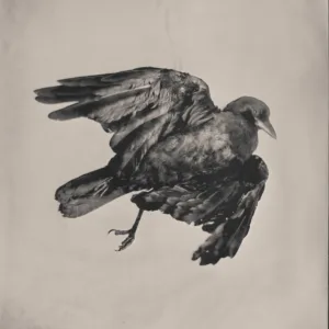 Crow by Rachel Portesi