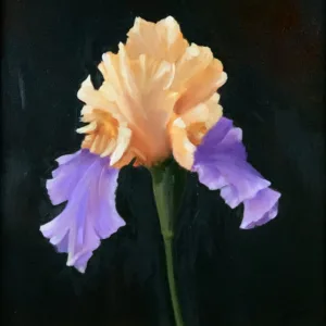 Bearded Iris by Bob Watkins