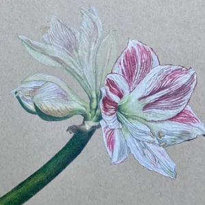 Winter Amaryllis in Colored Pencil with Teri Goetz (Fridays, 1:30 to 4:30 PM | Dec 4-18, 2026)