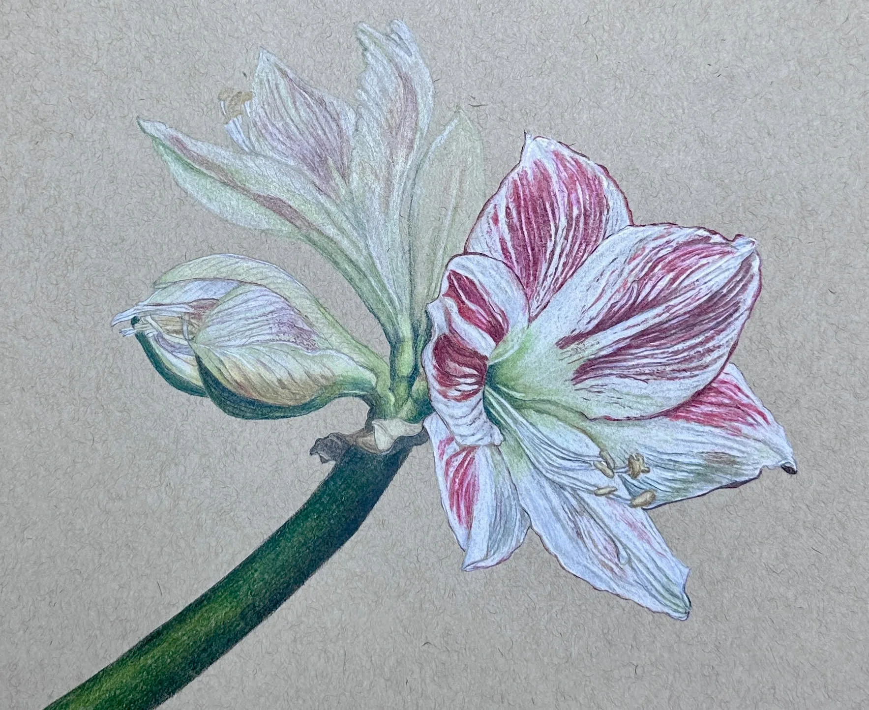 Winter Amaryllis in Colored Pencil with Teri Goetz (Fridays, 1:30 to 4:30 PM | Dec 4-18, 2026)