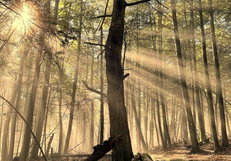 Megan-Krafeshski-Illuminated-Tree.jpg